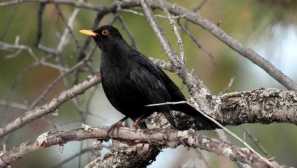 Černé drosy mohou spát jeden půl mozku